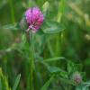 IMGP1471e