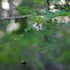 IMGP1476e