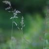 IMGP1493e