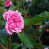 IMGP1584e