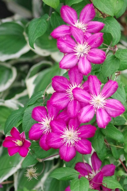 IMGP2112e