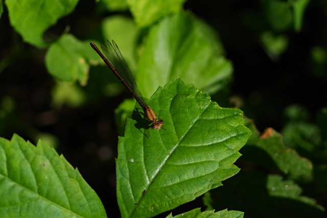 IMGP2215e