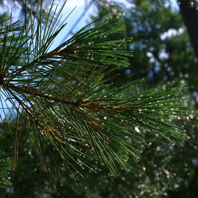 IMGP2265e