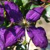 IMGP2285e