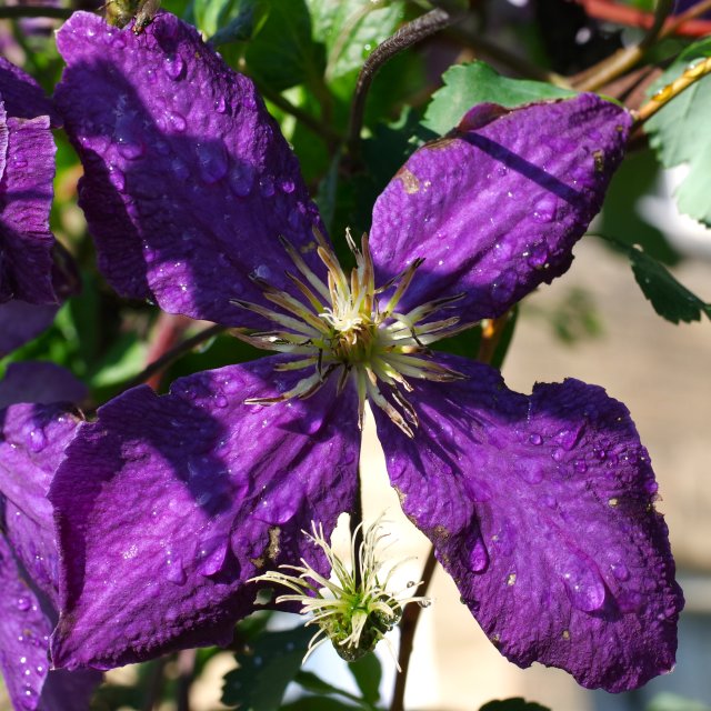 IMGP2285e