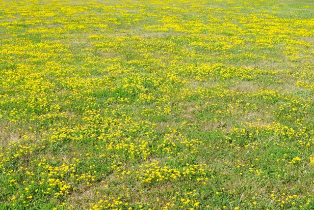 IMGP2467e