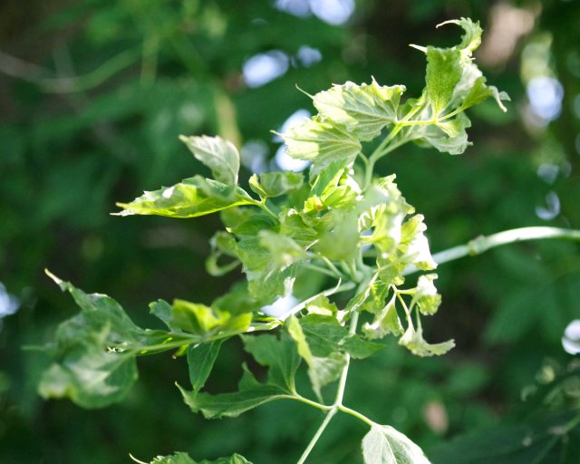 IMGP2473e