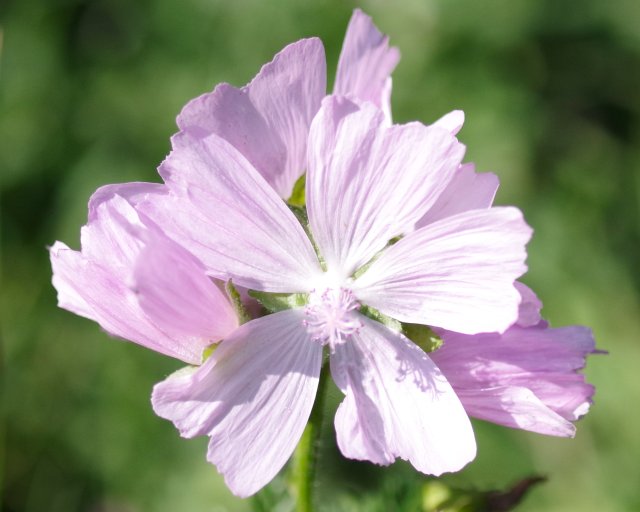 IMGP2474e