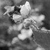 P1021092-crop2