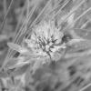P1021113-crop