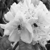 P1021127-crop