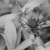 P1021136-crop