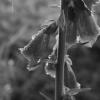 PGX91241-crop
