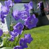 June 10 photowalk