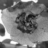 bwPGX92159
