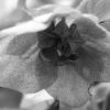 bwPGX92164