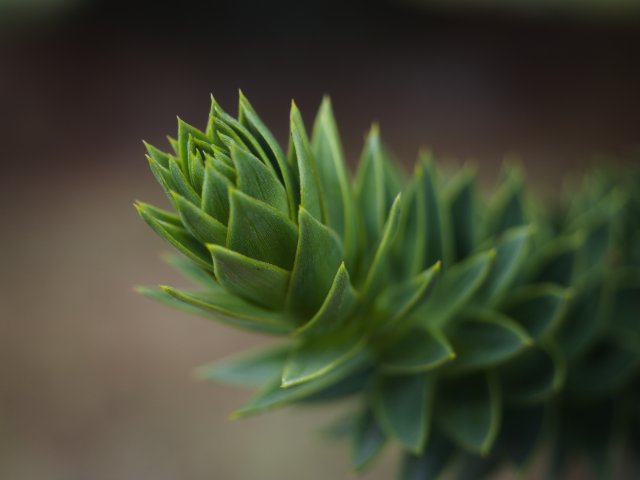 PG926894