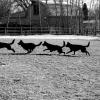 black-dog-running