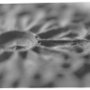 img010.tif