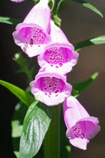 IMGP1357e